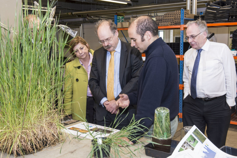 Sir Mark Walport examining disease-resistant wheat