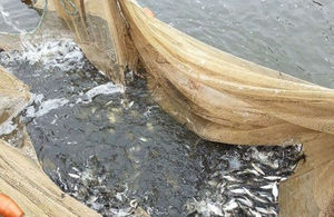 Quarter of a million fish rescued in Norfolk Broads S300_Rescue_1