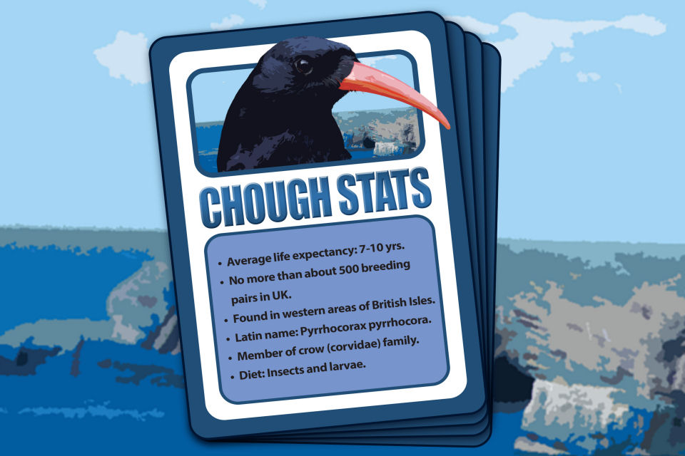 Some key facts about the Chough. [Crown Copyright MOD 2015]
