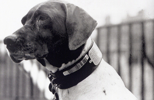 Judy - Japanese Prisoner of war dog