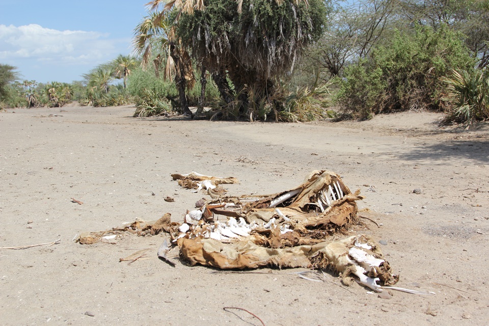 The bones of a camel in a dry river bed near Kalakol, Turkana, Kenya, 2011