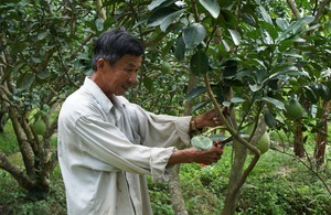 Em using new farming techniques to look after his pomelo farm. Picture: DFID