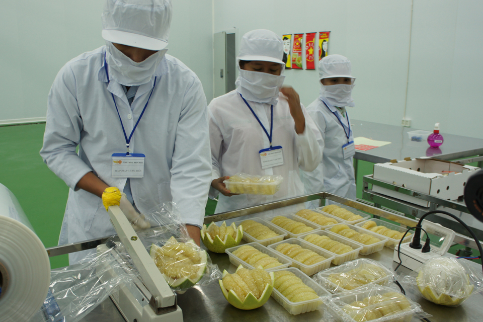 Fresh-cut production line, partly funded by UK aid, processes pomelo for both domestic and export markets. Picture: DFID